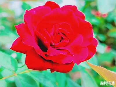 【早秋】+紅的發(fā)紫的玫瑰??????