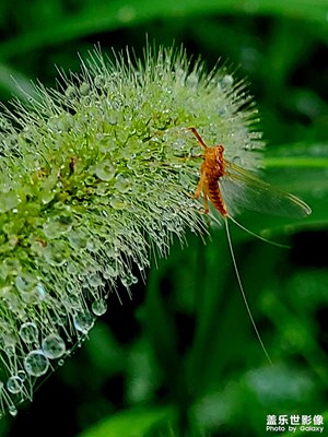 【場景小拍】+雨后的狗尾草