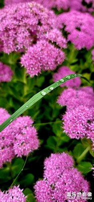 靜態(tài)管控下，也只有拍拍院子里的花花草草了
