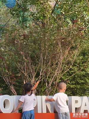 石家莊高新區(qū)解封了，試試長焦如何