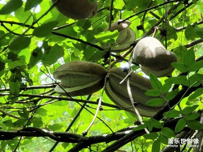 遇見(jiàn)八月炸