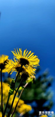 晴好的藍(lán)天，金燦燦的花朵