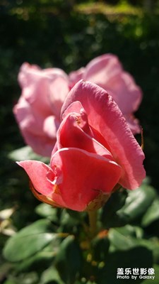 【美在身邊】+小花隨手拍