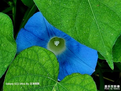 【美在身邊】路遇牽牛花
