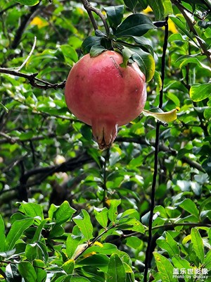 【美在身邊】+冠世榴園