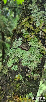 蓋樂世對(duì)大自然的綠植特寫！