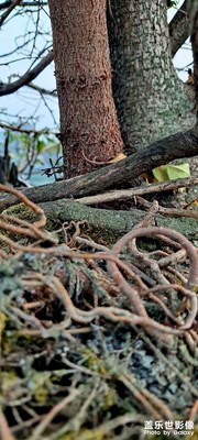 靜默宅在家里，隨手隨拍！