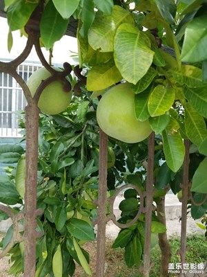 【美在身邊】 碩果