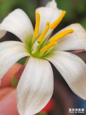 一朵即將枯萎的水仙花！