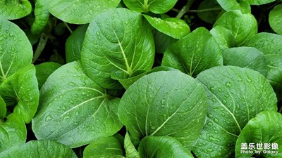 【秋日麗影】+?油菜