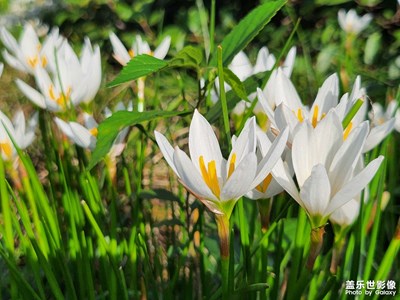 Galaxy Z Flip4 鏡頭下的花花草草