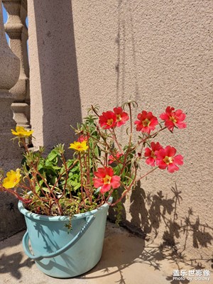 【秋日余溫】太陽花可可愛愛