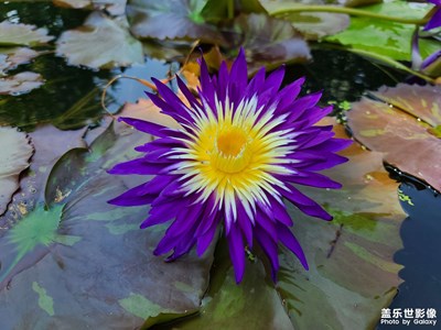 【你眼里的風(fēng)景】水中睡美人