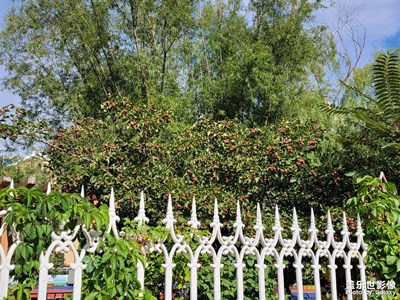 豐收的季節(jié)