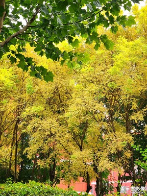 【你眼里的風(fēng)景】+再游翼云山