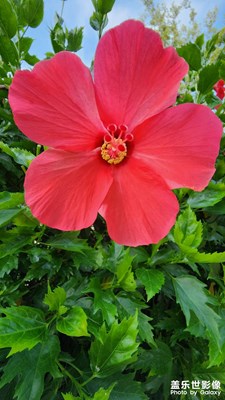 大紅花