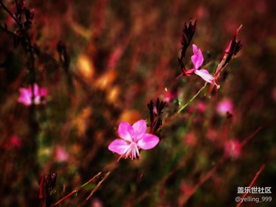 【你眼里的風(fēng)景】+ 秋日小拍