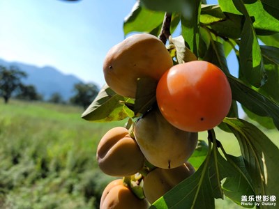 【你眼里的風(fēng)景】+ 秋天最美