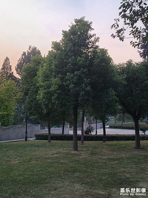 黃昏時(shí)分的樹