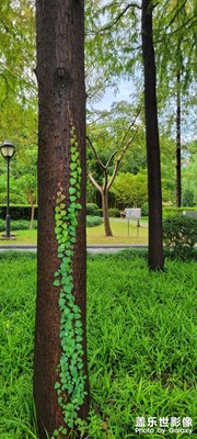 公園景色