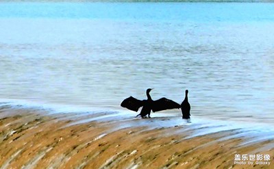 【我的小長假】＋水鳥