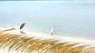 【我的小長(zhǎng)假】+ 飛鳥(niǎo)集