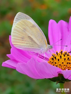 蝴蝶啊，你慢慢飛