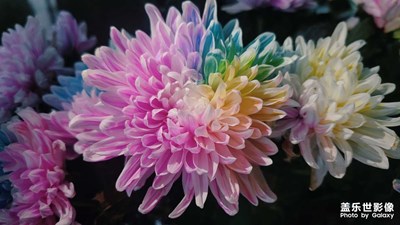 菊花