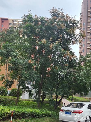 【我的小長(zhǎng)假】小區(qū)隨拍
