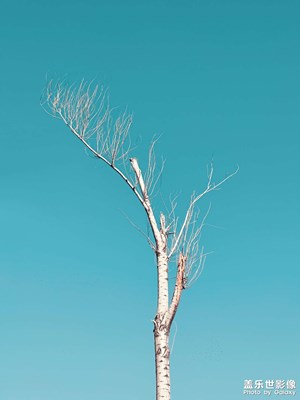 Double Ninth Festival 