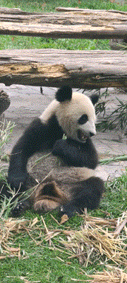 阿壩州代表作？一波存貨的回憶！