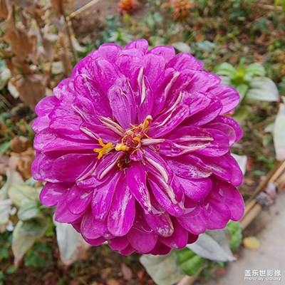 【我的小長假】小區(qū)的花花草草