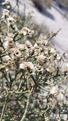 【我的小長(zhǎng)假】沙漠人參