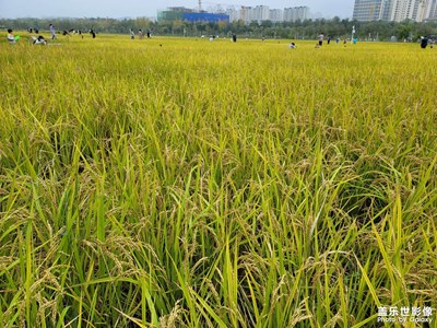 稻花香里說(shuō)豐年