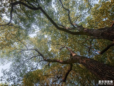 【我的小長(zhǎng)假】“樹(shù)界降誕”