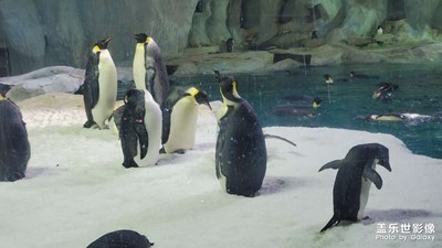 【我的小長(zhǎng)假】+珠海海洋王國(guó)兩日游