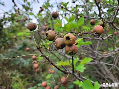 【我的小長(zhǎng)假】+ 國(guó)慶快樂(lè)