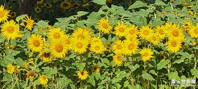 【我的小長(zhǎng)假】+走到大自然中去