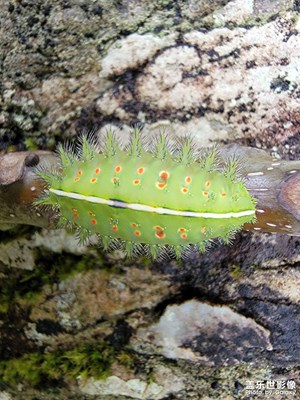 外星人系列，慎入