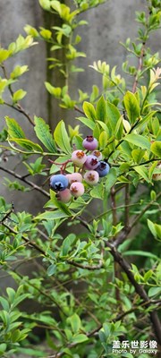 果實(shí)