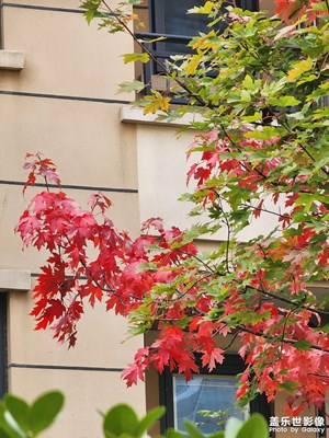 秋意漸濃，秋葉知秋