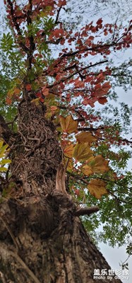 雙柳村百年古樹