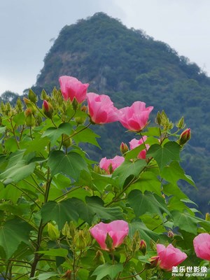 秋風(fēng)秋水造芙蓉