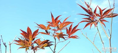 【秋意正濃】+ 楓葉映日紅漫天