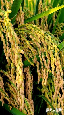 【秋意正濃】+ 稻谷豐收