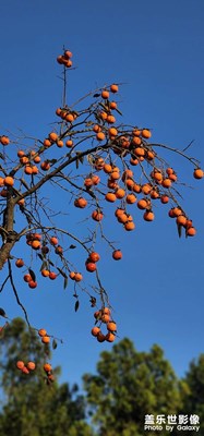 金柿滿園香！