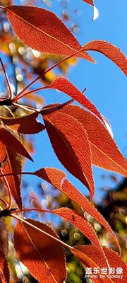 樹葉2022年10月20日