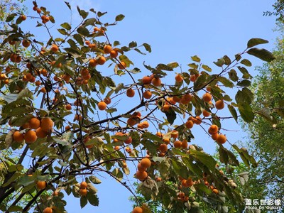 村子里的柿子樹