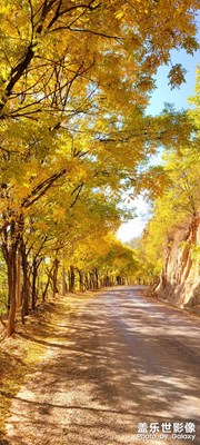 槐樹大道的槐樹葉黃了。