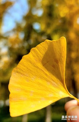 【深秋印象】+?又見(jiàn)銀杏黃